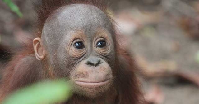 Future is bright, says orang-utan vet celebrating 50 years 