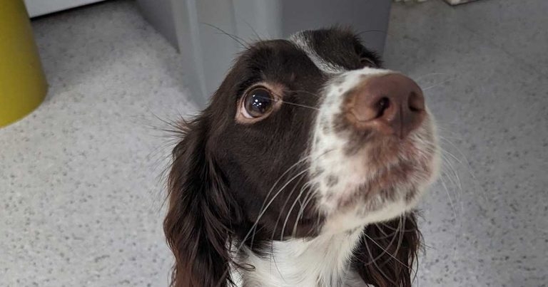 Man given suspended prison term after dog starved to death