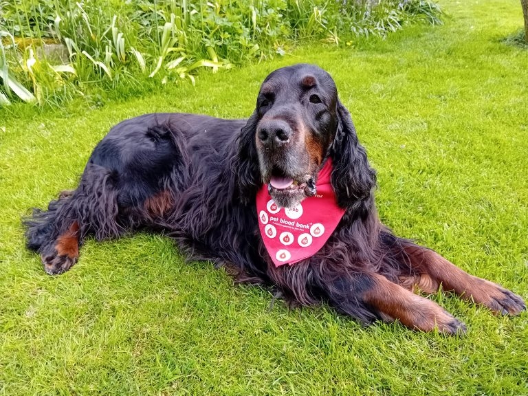Pet Blood Bank celebrates top dog donor