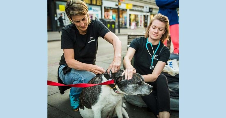 StreetVet wins homeless support award