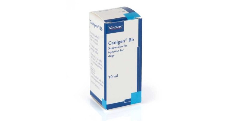 New injectable Bordetella bronchiseptica vaccine launches for dogs