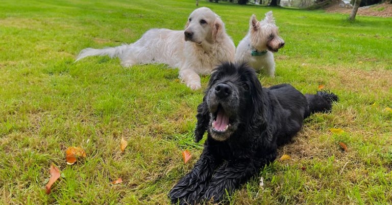 Cornish veterinary practice takes on new charity role