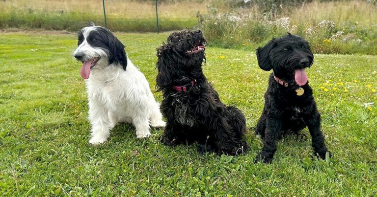 Puppies’ ‘remarkable’ transformation hailed after roadside find
