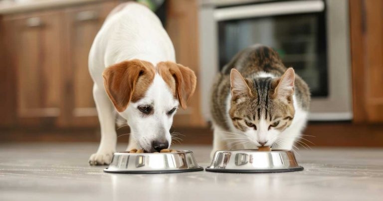 Industry group welcomes BVA diet paper