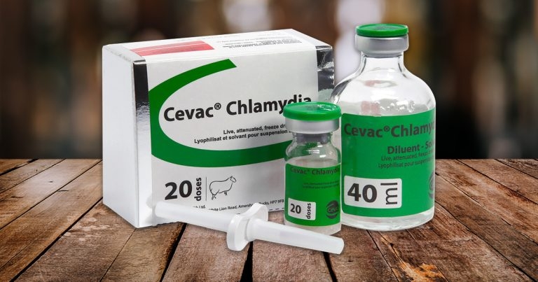 Warning issued over delays in ewe vaccine supply