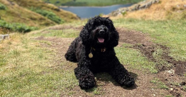 Juno hitting new heights after spinal surgery 