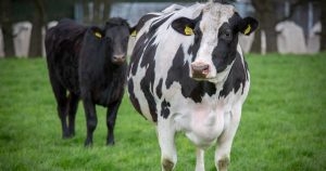 Bluetongue test sample rules tightened