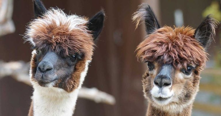 Bluetongue restrictions extended to Essex as infection total passes 40