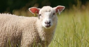 Avian flu case confirmed in Yorkshire sheep