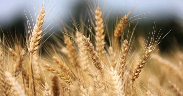 Government makes UK-EU veterinary agreement pledge