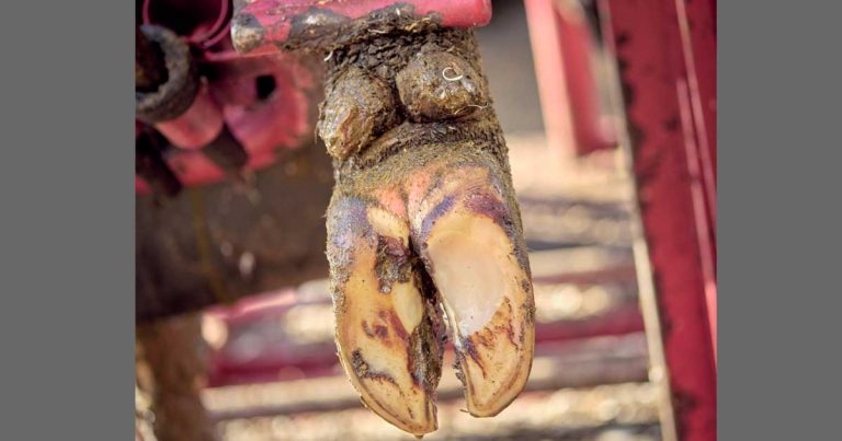Practical hoof trimming and treatment course comes to Wales