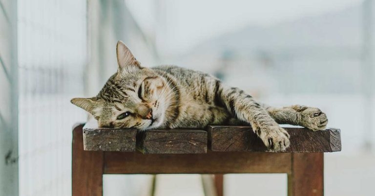 International Cat Care launches behaviour course to boost feline well-being