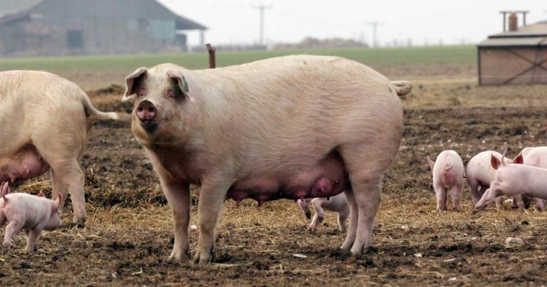 Pig study leads way for potential universal influenza vaccine
