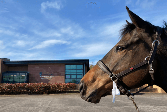 University of Liverpool gets £1m boost for equine work