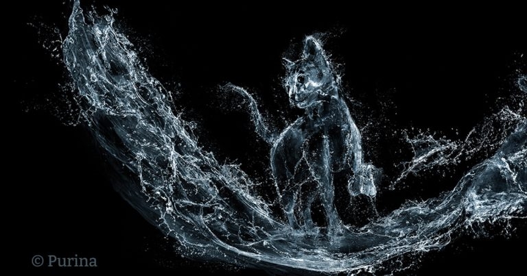 Understanding feline hydration