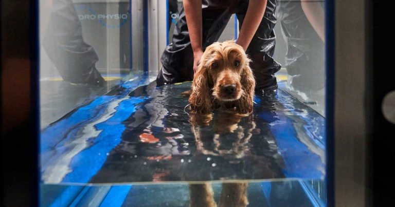 South Downs Veterinary Referrals prepares for official launch