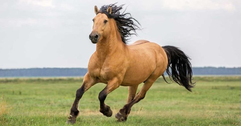 Charity boss urges open mind on equine welfare