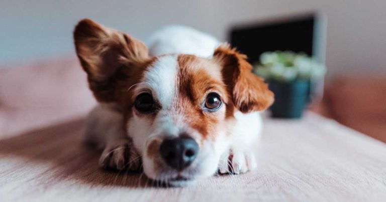 Study urges vets to be wary of yeast overgrowth in canine ear treatment