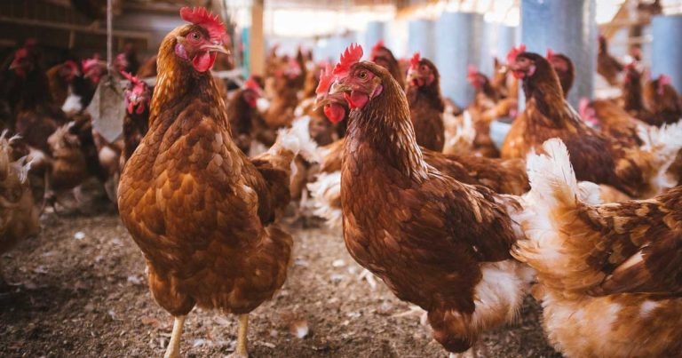 New bird flu warning follows Cornwall case
