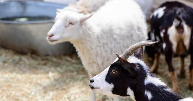 One health theme for 2025 sheep and goat conference