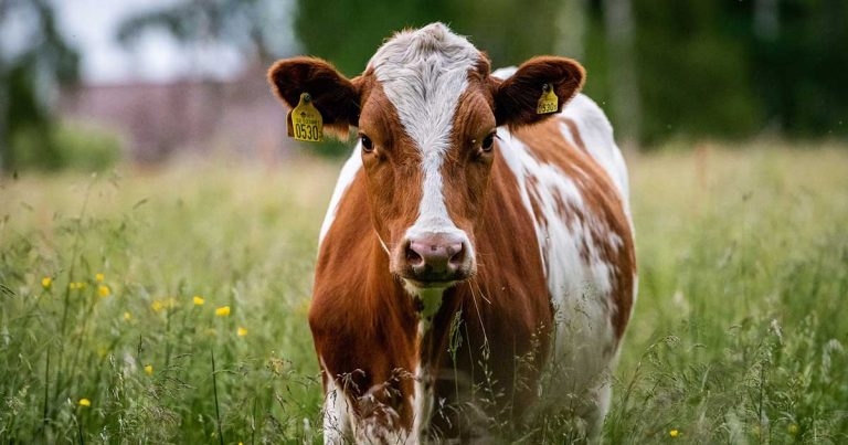 Research underlines need for better cattle dystocia education