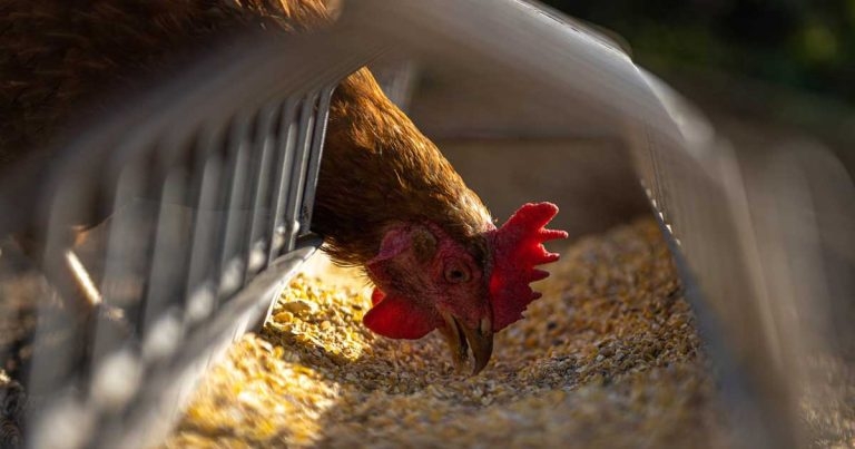 Vigilance plea after new avian flu case