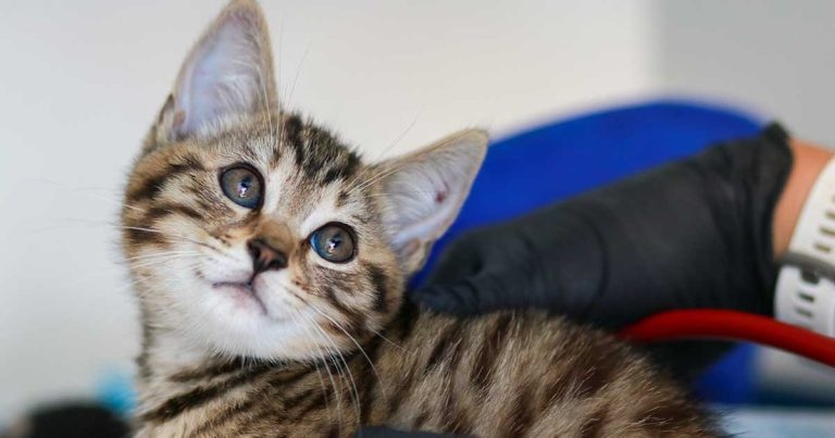 Study sheds light on cat anaesthetic complications