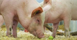Trials begin of new ASF candidate vaccine