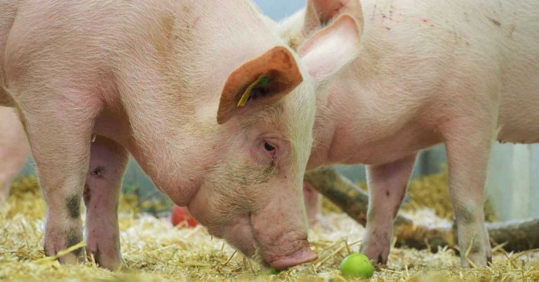 Trials begin of new ASF candidate vaccine