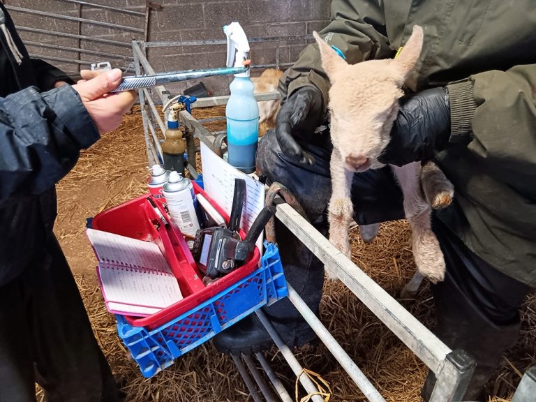 Large trial tests new product for neonatal lambs and calves