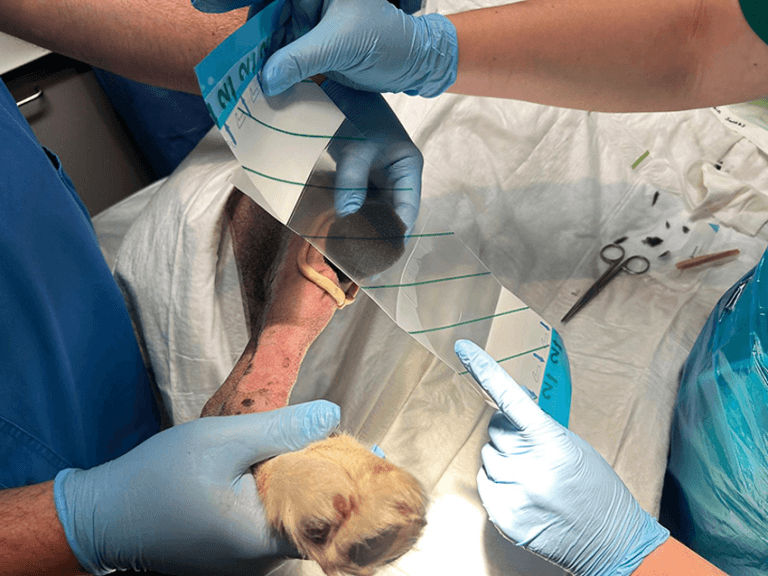 Reviewing negative pressure wound therapy in animals