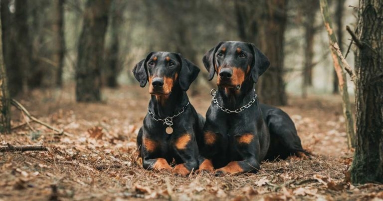 Analysis points to ‘significant advance’ for canine heart disease diagnosis