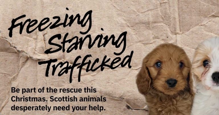 ‘Help us smash illegal puppy trade’, charity pleads