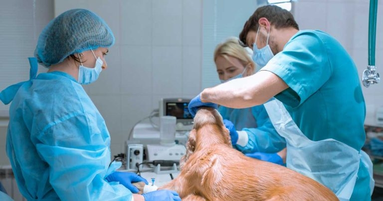 Report reveals 79% jump in Canine Cruciate Registry cases