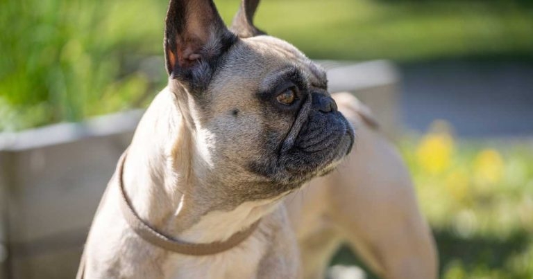 Study highlights ‘widespread normalisation’ of brachycephaly
