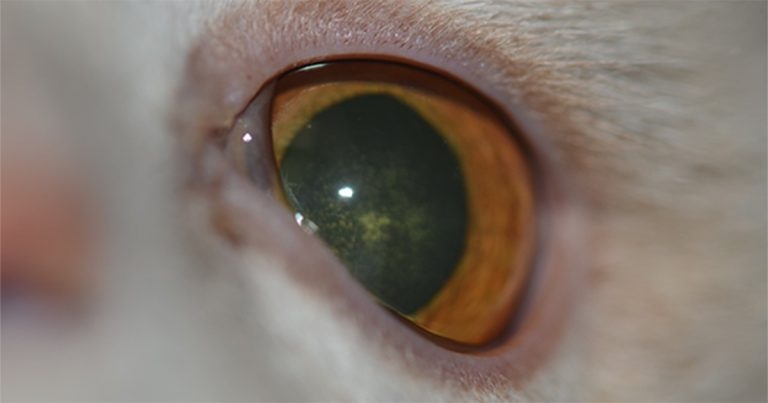 Impact of hypocalcaemia on small animal ocular health