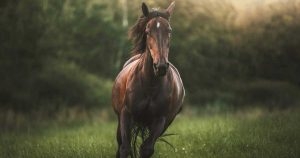 Threats and opportunities in spotlight for 2025 equine forum