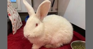 Dumped rabbit ‘needed emergency castration operation’ – Scottish SPCA