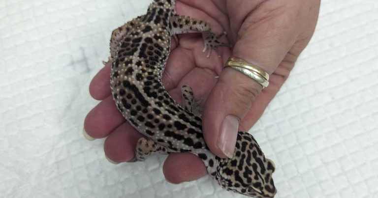 Rescued geckos ‘may not have been fed for months’, vet warns