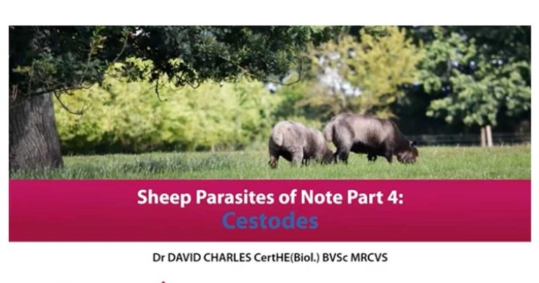 Sheep parasites of note part 4 – cestodes