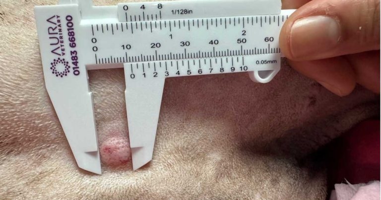 Campaign to improve tumour measurement