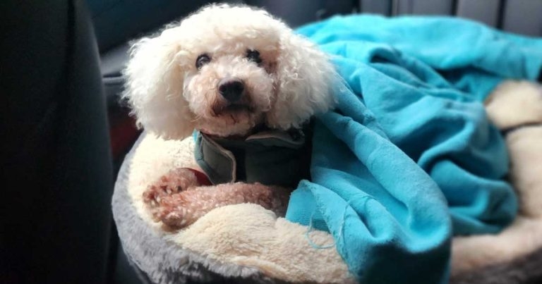 Kent vet ‘shocked’ by dog vape pod find
