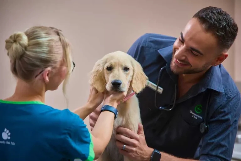 Sun, snakes and seriously good medicine