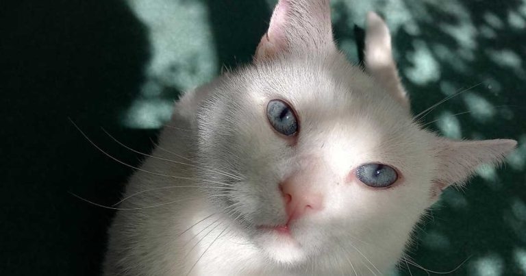 Cat reaches 21 years after ‘huge’ brain tumour op