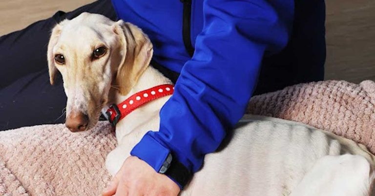 Charity praises veterinary support amid new abandonment surge