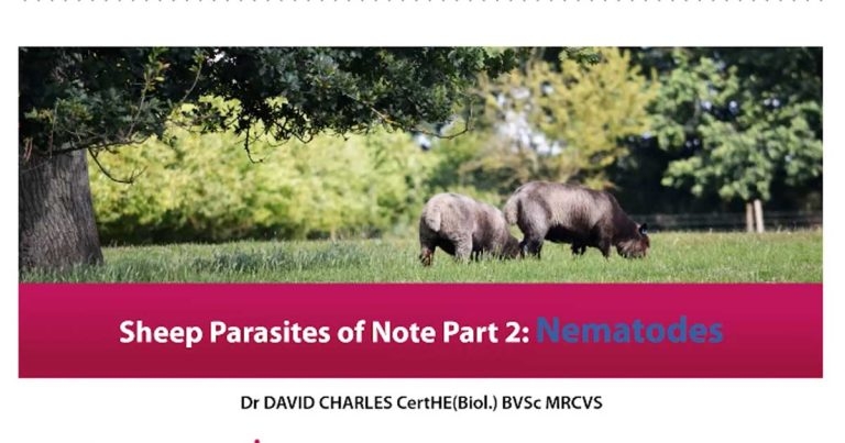 Sheep parasites of note, part 2 – nematodes