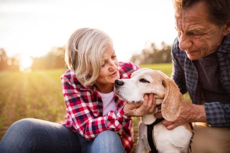 How do veterinary professionals help with re-homing animals?