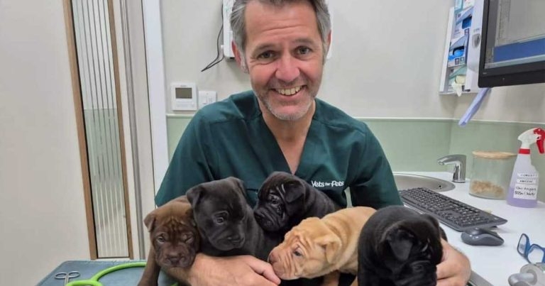 Vet thrilled by ‘magic’ Maggie’s recovery