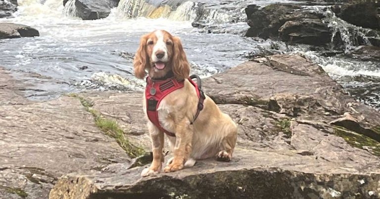 Edinburgh vets celebrate rare Cushing’s surgery success