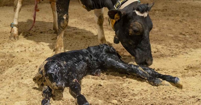 Optimising dairy calf health